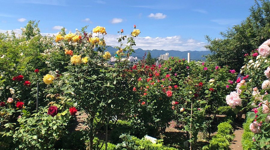 🌹 로즈가든(이시다 로즈가든) 이미지 8